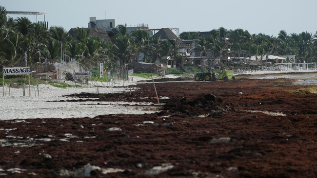 Sebuah traktor membersihkan rumput laut sargassum dari pantai yang dipenuhi ganggang tersebut di sepanjang pesisir Karibia Meksiko, di mana penumpukan yang semakin parah menyebabkan para pengunjung menjauh dari pantai