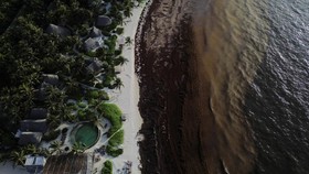 Sebuah pemandangan dari drone memperlihatkan pantai yang dipenuhi rumput laut sargassum di sepanjang pesisir Karibia Meksiko, di mana penumpukan yang semakin parah—yang dikaitkan dengan perubahan iklim—menyebabkan para pengunjung menjauh dan meng