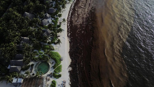 Sebuah pemandangan dari drone memperlihatkan pantai yang dipenuhi rumput laut sargassum di sepanjang pesisir Karibia Meksiko, di mana penumpukan yang semakin parah—yang dikaitkan dengan perubahan iklim—menyebabkan para pengunjung menjauh dan meng