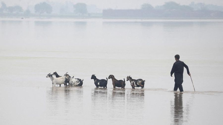 Seseorang dengan tongkat membimbing kawanan kambingnya melewati jalan nan tergenang air akibat hujan monsun, di Muridke, Pakistan, 28 Juli 2026.