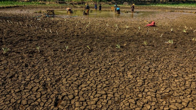 Warga memanfaatkan sisa genangan air di Telaga Kedung Giriwungu yang mengering di Kapanewon Panggang, Kabupaten Gunungkidul, DI Yogyakarta, Selasa (28/7/2026). Dinas Pekerjaan Umum, Perumahan Rakyat, dan Kawasan Permukiman (DPUPRKP) Kabupaten Gunungk