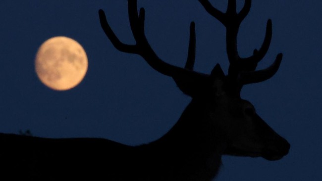 Fenomena Buck Moon hiasi langit Eropa hingga Afrika
