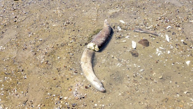 Sisa-sisa yang diyakini para sejarawan sebagai gajah purba, yang terungkap setelah permukaan air Sungai Danube surut ke level terendah sepanjang sejarah, tergeletak di dasar sungai dekat desa Ryahovo, kotamadya Slivo pole, Bulgaria.