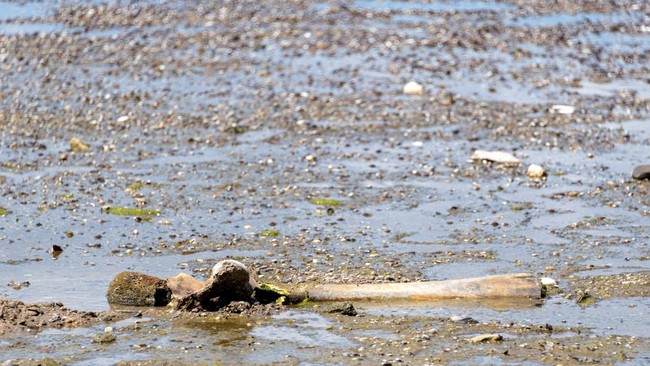 Sisa-sisa yang diyakini para sejarawan sebagai gajah purba, yang terungkap setelah permukaan air Sungai Danube surut ke level terendah sepanjang sejarah, tergeletak di dasar sungai dekat desa Ryahovo, kotamadya Slivo pole, Bulgaria.