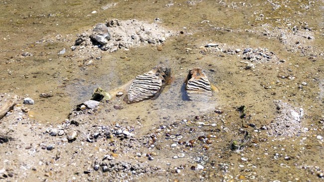 The remains of what historians believe is an ancient mammoth, which emerged after the Danube River's water level receded to a record low, lie on the riverbed near the village of Ryahovo, Slivo pole municipality, Bulgaria, in this handout image releas