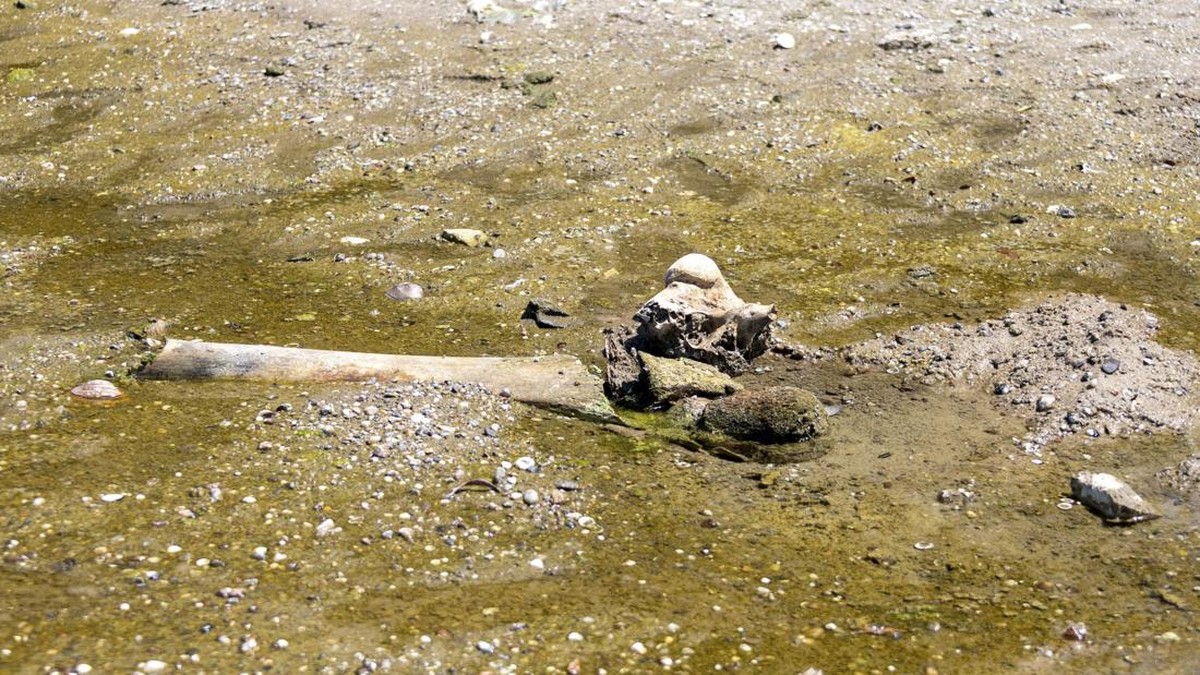 Sisa-sisa yang diyakini para sejarawan sebagai gajah purba, yang terungkap setelah permukaan air Sungai Danube surut ke level terendah sepanjang sejarah, tergeletak di dasar sungai dekat desa Ryahovo, kotamadya Slivo pole, Bulgaria.