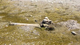 Sisa-sisa yang diyakini para sejarawan sebagai gajah purba, yang terungkap setelah permukaan air Sungai Danube surut ke level terendah sepanjang sejarah, tergeletak di dasar sungai dekat desa Ryahovo, kotamadya Slivo pole, Bulgaria.