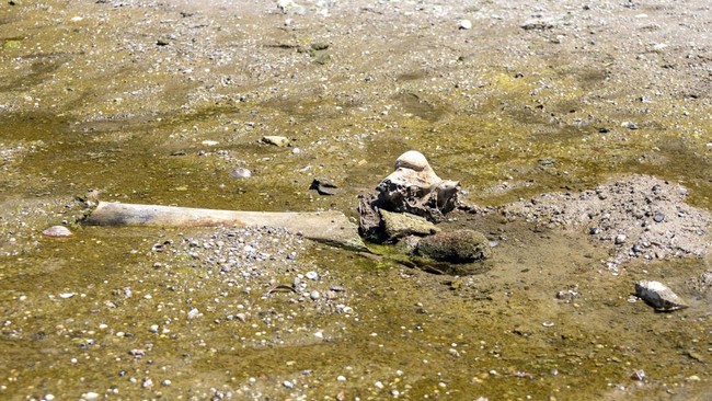 Sisa-sisa yang diyakini para sejarawan sebagai gajah purba, yang terungkap setelah permukaan air Sungai Danube surut ke level terendah sepanjang sejarah, tergeletak di dasar sungai dekat desa Ryahovo, kotamadya Slivo pole, Bulgaria.