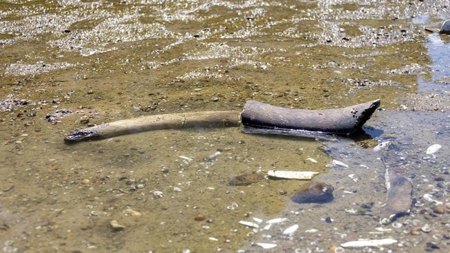 Sisa-sisa yang diyakini para sejarawan sebagai gajah purba, yang terungkap setelah permukaan air Sungai Danube surut ke level terendah sepanjang sejarah, tergeletak di dasar sungai dekat desa Ryahovo, kotamadya Slivo pole, Bulgaria.
