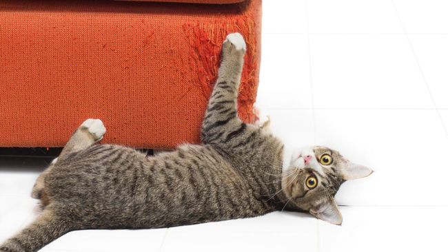 Pencinta Anabul Simak Ya, Ini Cara agar Kucing Tidak Mencakar Sofa