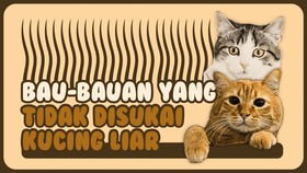 INFOGRAFIS: Bau-bauan yang Tidak Disukai Kucing Liar