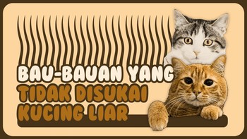 INFOGRAFIS: Bau-bauan yang Tidak Disukai Kucing Liar
