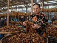 Malik Nuh Perkuat Industri Tembakau Berkualitas Berbasis Kemitraan