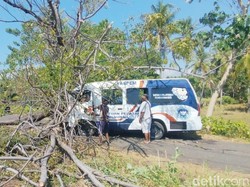 Pohon Reo Tumbang Timpa Mobil MBG dan Motor di Sikka, 1 Warga Terluka
