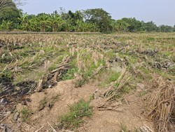 Cerita Petani di Kasemen Serang Kesulitan Tanam Padi gegara Lahan Kering