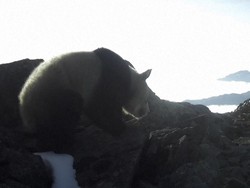 Panda Raksasa Terekam Muncul di Ketinggian Ekstrem Tiongkok