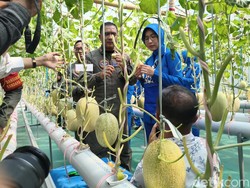 Lahan Sempit di Juanda Hasilkan 1,5 Ton Melon Hidroponik Premium
