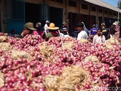Jelang Panen, Harga Bawang Merah Probolinggo Anjlok Jadi Rp 14 Ribu/Kg