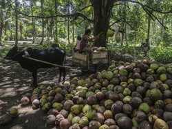 BI Sumsel Dorong Hilirisasi demi Tingkatkan Harga Kelapa di Tingkat Petani