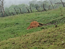49 Sapi di TTS Mati Akibat Kedinginan