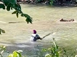 Jejak Teror Buaya Situ Habibie Sukabumi, 10 Ternak Lenyap-2 Warga Digigit
