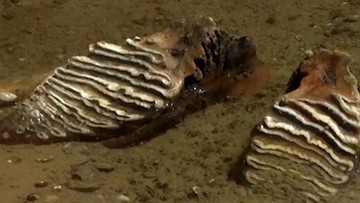 Fosil Mammoth Purba Terungkap usai Air Sungai Bulgaria Surut