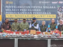 75 Ribu Bibit Sawit Palsu di Lampung Gagal Beredar, Negara Rugi Rp 42 Miliar