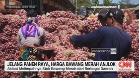 Jelang Panen Raya, Harga Bawang Merah Anjlok