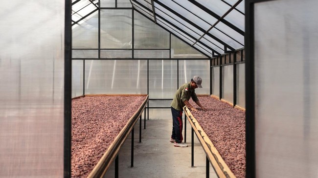 A worker prepares fermented cocoa beans inside a drying house at Kerta Semaya Samaniya cocoa processing facility in Jembrana, Bali, Indonesia, July 30, 2026. REUTERS/Johannes Christo