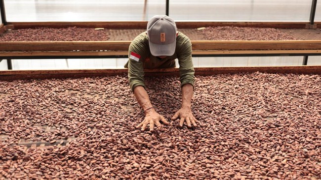 A worker prepares fermented cocoa beans inside a drying house at Kerta Semaya Samaniya cocoa processing facility in Jembrana, Bali, Indonesia, July 30, 2026. REUTERS/Johannes Christo