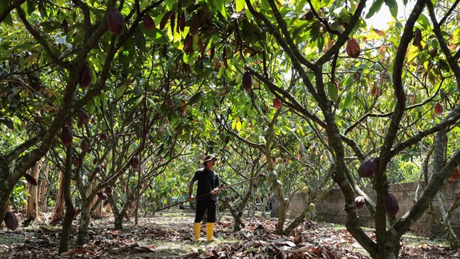 A farmer collects cacao pods during harvest at a local farm in Candikusuma village, Jembrana, Bali, Indonesia, July 30, 2026. REUTERS/Johannes Christo