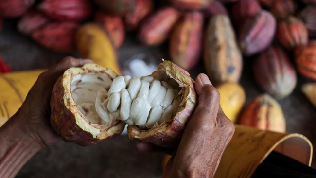 A farmer cracks a cacao pod during harvest at a local farm in Candikusuma village, Jembrana, Bali, Indonesia, July 30, 2026. REUTERS/Johannes Christo