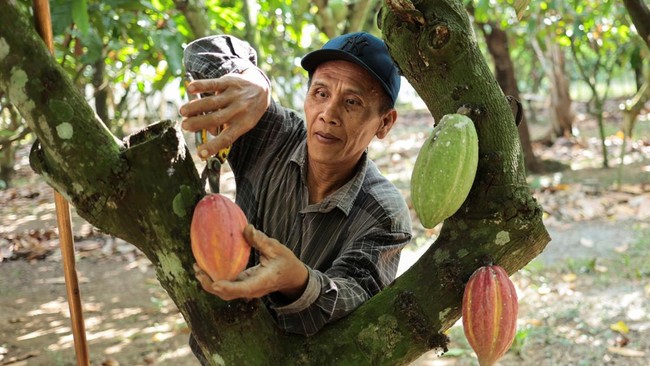 A farmer harvests cacao pods at a local farm in Candikusuma village, Jembrana, Bali, Indonesia, July 30, 2026. REUTERS/Johannes Christo