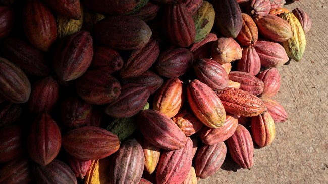Harvested cacao pods lie at a local farm in Candikusuma village, Jembrana, Bali, Indonesia, July 30, 2026. REUTERS/Johannes Christo