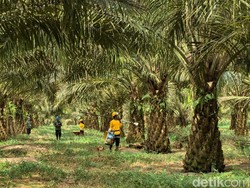 Meniti Jalan Tengah Industri Sawit Berkelanjutan dari Pangkalan Bun
