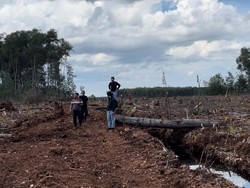 Perambahan 20 Ha Hutan di Bengkalis Terungkap Lewat Drone, Pelaku Ditangkap