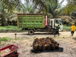 Menjawab Tantangan Industri Sawit Berkelanjutan Lewat Ramuan Bibit Super