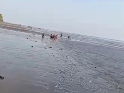 Heboh Ribuan Ikan Tembang Terdampar di Pantai Kolaka Dipicu Suhu Laut