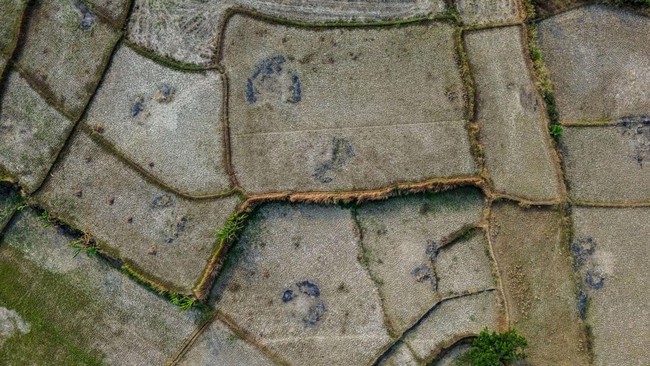 Foto udara sawah yang terdampak kekeringan di Kecamatan Cibarusah, Kabupaten Bekasi, Jawa Barat, Jumat (31/7/2026). Pemerintah Kabupaten Bekasi mencatat sebanyak 2.592 hektare lahan pertanian mengalami kekeringan sepanjang musim kemarau tahun ini dan