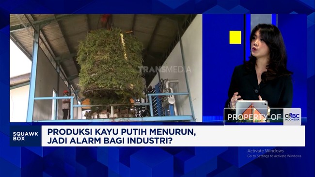 Video: Waspada! Ini Efek Buruk Anjloknya Produksi Minyak Kayu Putih RI