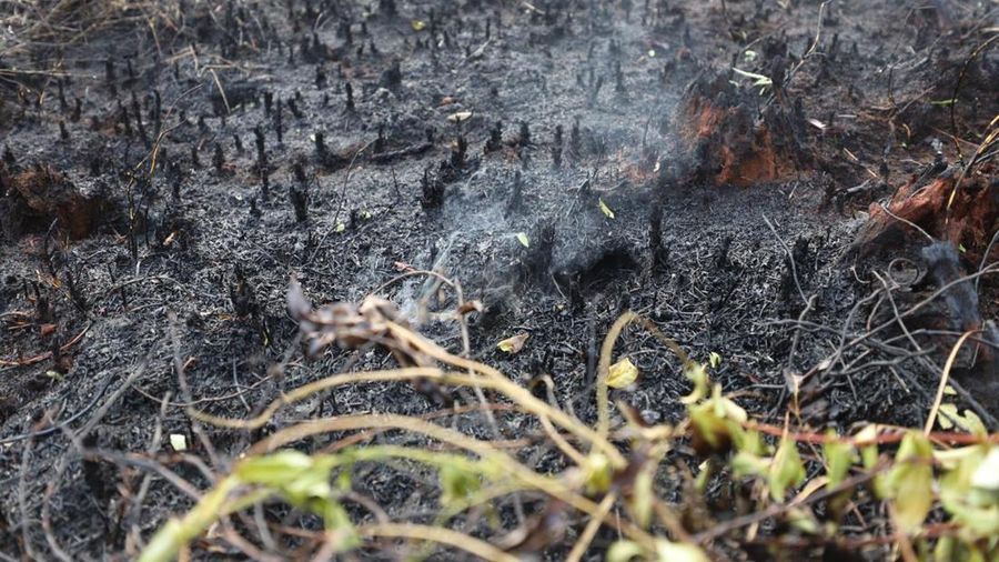 Kondisi lahan gambut nan sukses dipadamkan oleh tim campuran Satgas Darat penanganan darurat Karhutla