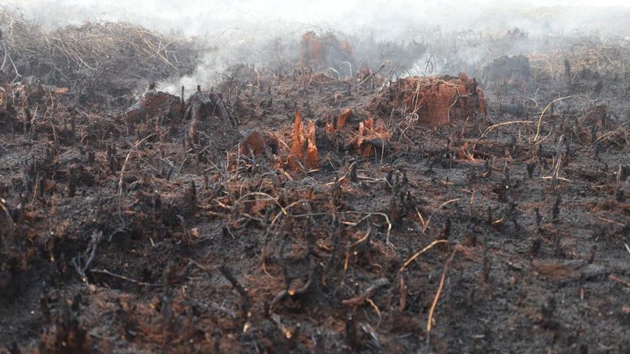 Kondisi lahan gambut nan sukses dipadamkan oleh tim campuran Satgas Darat penanganan darurat Karhutla di Desa Tumbangnusa, Kecamatan Jabiren Raya, Kabupaten Pulang Pisau, Kalimantan Tengah, Jumat (31/7). Selain dipadamkan, lahan juga didinginkan u