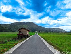 Pesona Desa Singkam Samosir, Jalan Viral di Tengah Sawah yang Memikat Wisatawan
