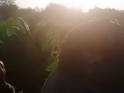 Gemercik dari Bawah Lahan Tembakau di Sampang Itu Seperti Air Terjun