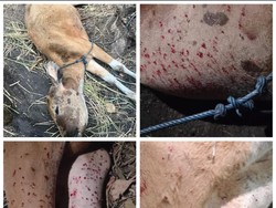 Sapi Warga Jembrana Mati Setelah Keluar Darah dari Pori-pori Kulit