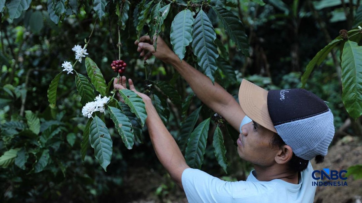 Daya Beli Petani Sayuran-Buah Turun, Mentan Ungkap Biang Keroknya