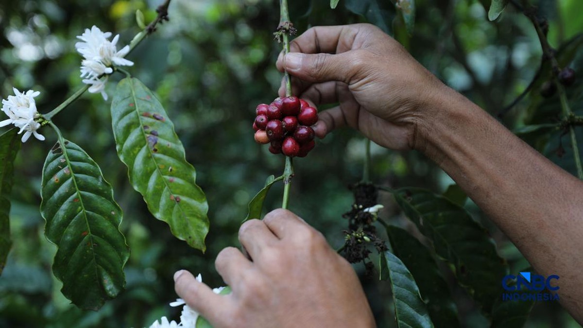 Harga Kopi Dunia Mendidih! RI dan 9 Negara Ini Bisa Panen Cuan Jumbo