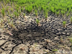 Sungai Cikeruh Mengering, Petani Bandung Hadapi Ancaman Gagal Panen