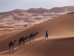 Derita Unta-Unta di Afrika karena Panas Ekstrem, Kaki Melepuh, Mata Berair, Sebagian Mati