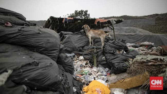 Petugas memasang patok pada geomembran sebagai media pelindung untuk menutup tumpukan sampah di Tempat Pengolahan Sampah Terpadu (TPST) Bantargebang, Kota Bekasi, Jawa Barat, Selasa (4/8/2026). (CNN Indonesia/Adi ibrahim)